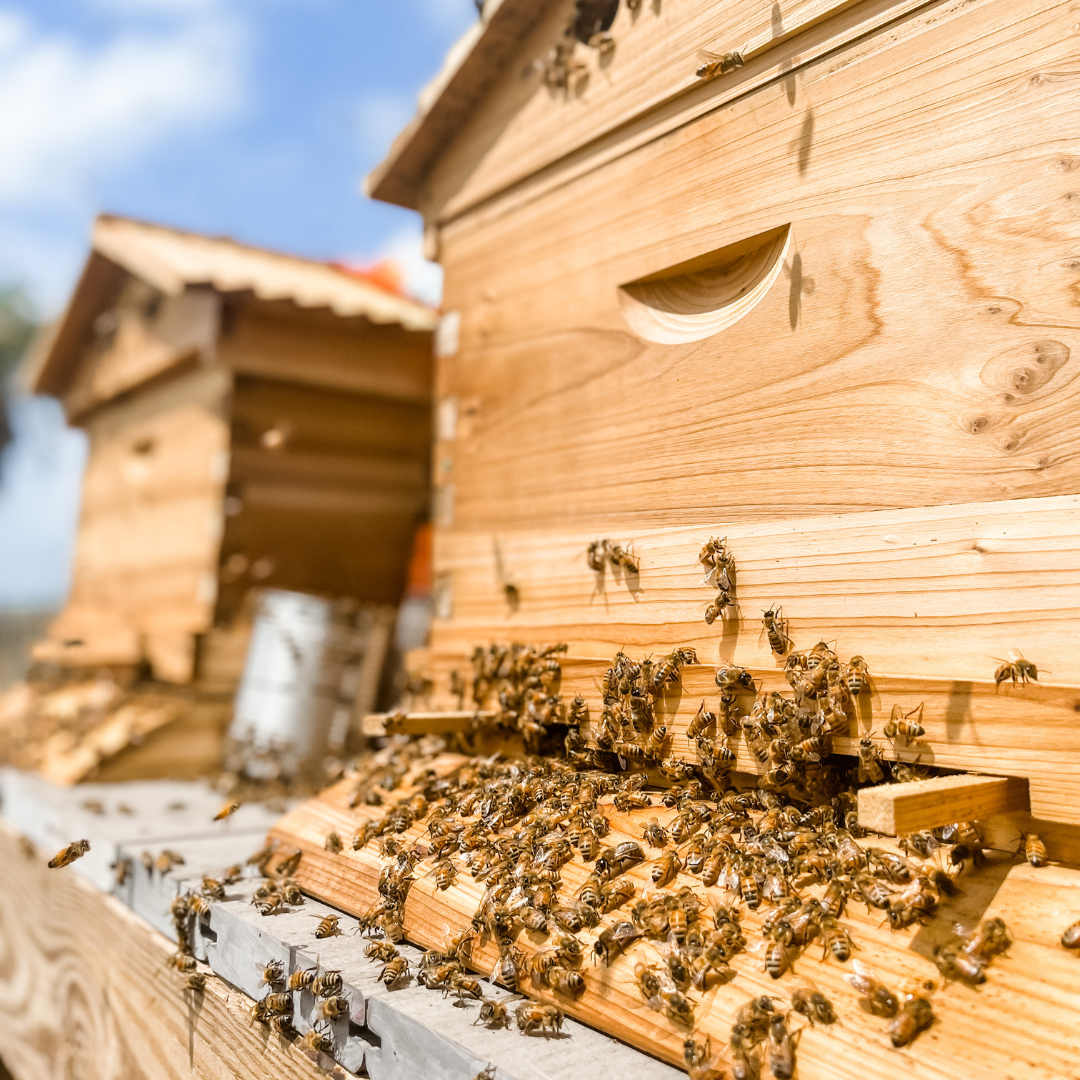 Saw Palmetto Honey | Honi Lifestyle